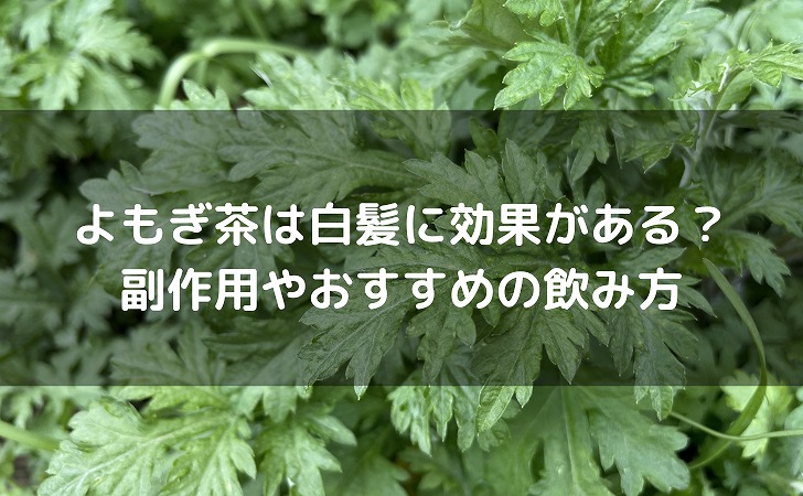 よもぎ茶は白髪に効果がある？副作用やおすすめの飲み方も解説