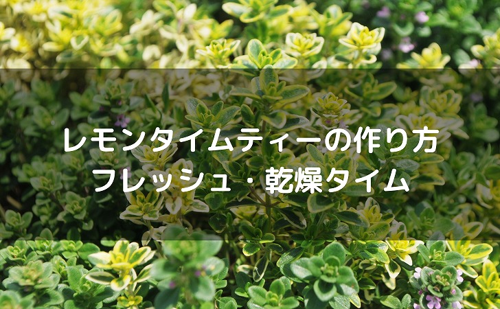 レモンタイムのハーブティーの作り方｜フレッシュ・乾燥タイムで美味しく淹れよう