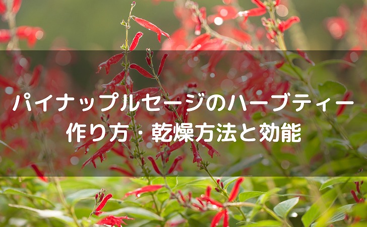 パイナップルセージのハーブティーの作り方と効能：乾燥方法やおすすめブレンド